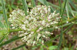 Green milkweed